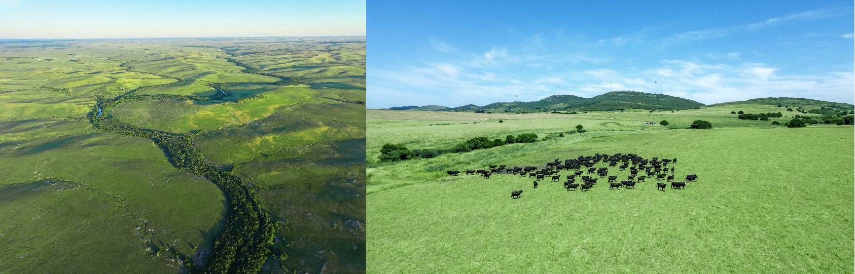 “舌尖好味 天生圭宝”:乌拉圭牛肉定义高品质美食新体验